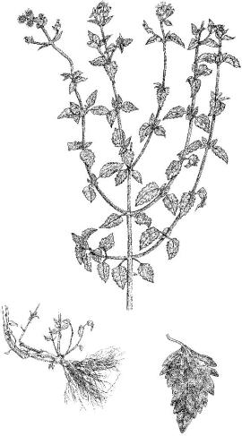 Praxelis leaves are oval or diamond-shaped with toothed edges. 