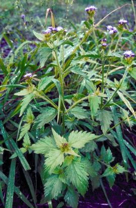 When crushed, praxelis emits a pungent odour similar to cat’s urine.