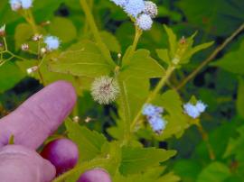 Mature seed heads bear a pale tuft of finely barbed bristles, 3–4 mm long. 