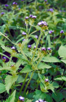 Praxelis stems are covered in soft downy hairs.