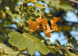 Rosewood leaflets have a notch at the tip.