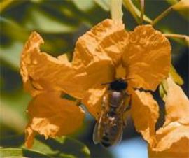 Rosewood flowers have orange or yellow petals.