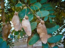 The distinctive winged fruit is sometimes referred to as a ‘helicopter’.