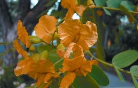 The bright coloured flowers grow in clusters.
