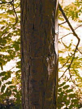 Rosewood has rough grooved bark on the trunks.