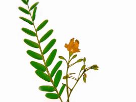 Roasewood leaves are made up to 29 oblong leaflets.