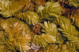 Salvinia forms dense mats that can cover entire waterbodies.