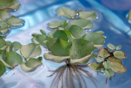 The different growth stages of salvinia.