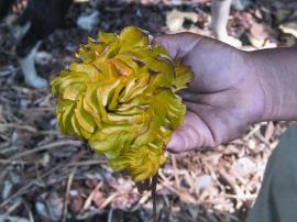 Mature salvinia, showing the overlapping and deeply folded fronds.