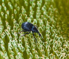 Salvinia biological control weevil (Cyrtobagous salviniae)