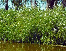 Tall Senegal tea plants growing in a waterway.