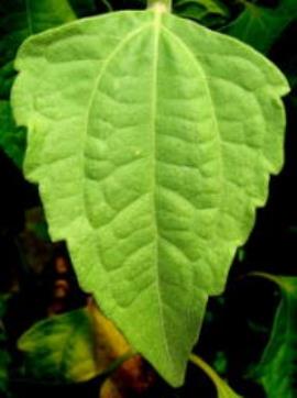 Siam weed leaves are prominently veined with 3 veins near the base which look like a pitchfork.