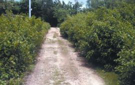 A Siam weed infestation in West Timor, Indonesia.