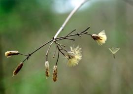 A parachute of brown hairs helps the seed spread short distances.