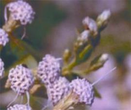 Siam weed or chromolaena – Chromolaena odorata