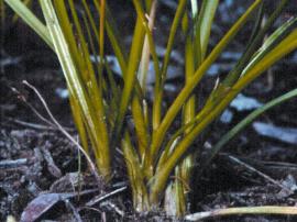 Subterranean Cape sedge has fleshy, smooth, light green leaves that  are V-shaped in cross-section. 