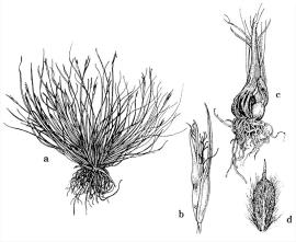 (a) Subterranean Cape sedge; (b) and (d) aerial  flower spikelet and fruit; (c) basal fruit. 