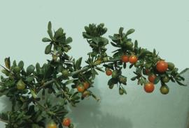 The fruit of African boxthorn are orange to red when ripe.