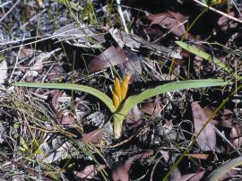 Yellow soldier has two strap-shaped leaves which are slightly V-shaped in cross-section. 