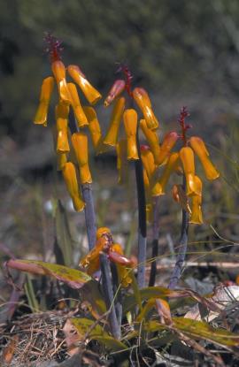 Lachenalia aloides is weedy species related to yellow soldier.