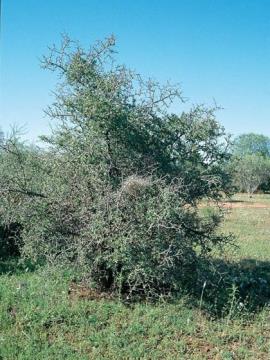 African boxthorn is an erect shrub growing up to 5 m. 