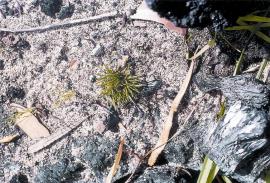 Yellow soldier appears to be tolerant of fire and regenerates soon after bushfires.