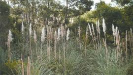 Pampas grass can quickly establish in disturbed urban and bushland areas