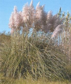 Pink pampas grass has fluffy pink flower heads.