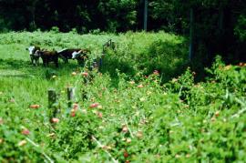 Pink lantana invading pasture
