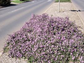 Creeping lantana growing in a median strip.