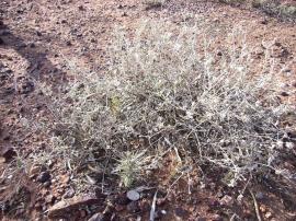 Hudson pear segment taking root