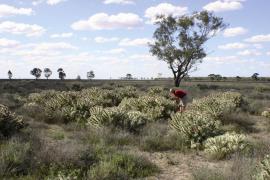 Hudson pear infestation
