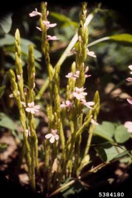Flowers occur on spikes at the tops of stems. 