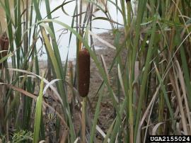Cumbungi has long leaves up to 2.5 cm wide and cylindrical brown flower spikes.