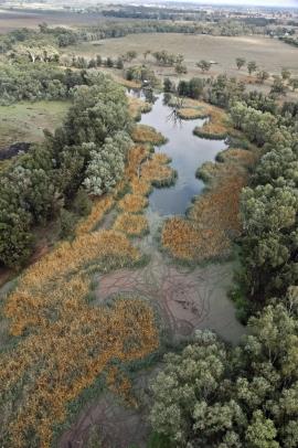 Cumbungi beds along Goobang Creek in the Lachlan River Catchment Area