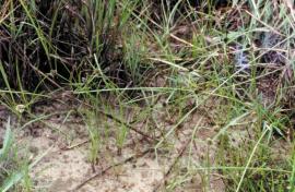 Cyperus bracheilema growing next to water.