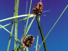 Cyperus bracheilema has reddish brown or purplish, oval-shaped flower spikes.