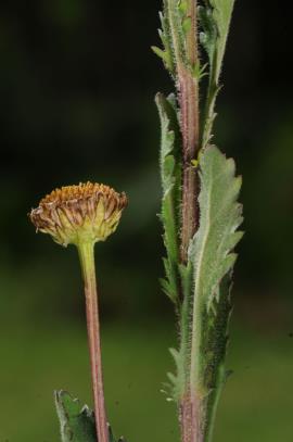 Ox-eye daisies have fine hairs on the leaves and stems