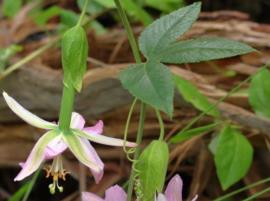 Banana passionfruit flowers hang downwards.