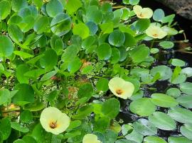 Water poppy leaves may float on the water's surface or extend above the water on long stalks.