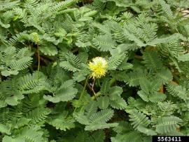 Water mimosa has fern like leaves and yellow flowers