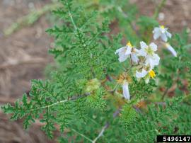 Sticky nightshade has deeply divided leaves and small flowers.