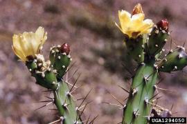 Tiger pear has yellow flowers and long spines.