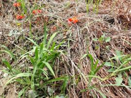 Montbretia is a perennial herb 30 - 100 cm tall.