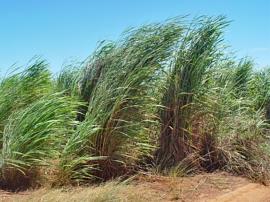 Gamba grass is a tall clumping grass.