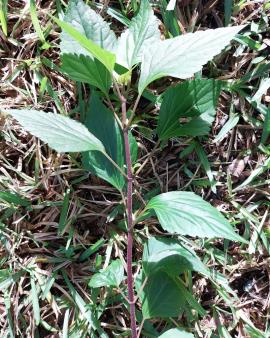 Crofton weed leaves are in opposite pairs along the stems. The stems are often reddish.