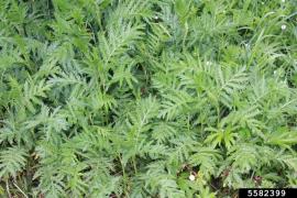 Common tansy is an erect herb that forms dense infestations.