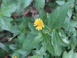 Singapore daisy leaves often have 3 pointed lobes.