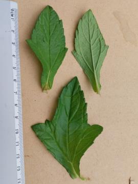 Singapore daisy leaves have toothed edges.