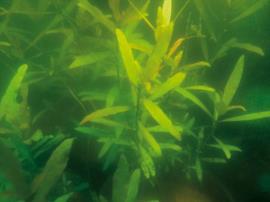 East Indian hygrophila leaves are bright green to brown reddish.